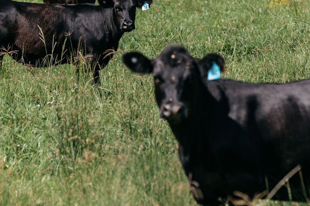 Three of Conor's black grass-fed cattle standing in tall green pasture